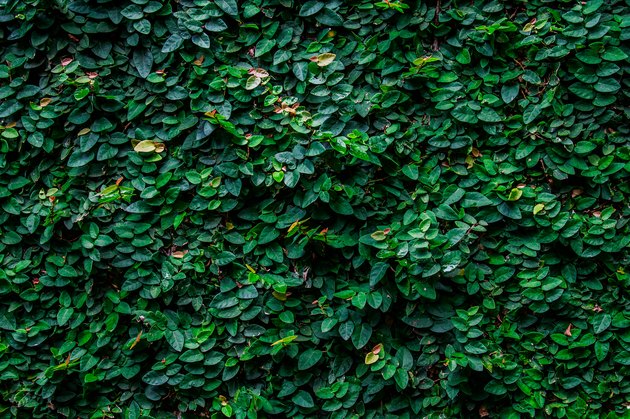 How to Care for a Creeping Fig | Hunker