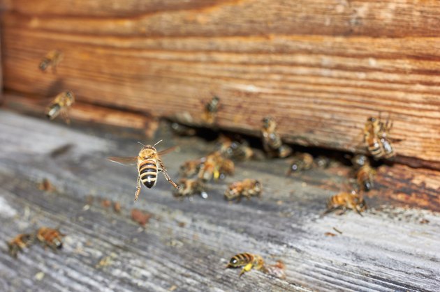 Bee flying in front of a beehive