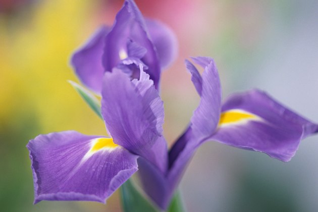 Close-up of iris