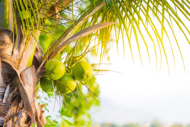 Palm Trees With Coconuts And Sunset In Background