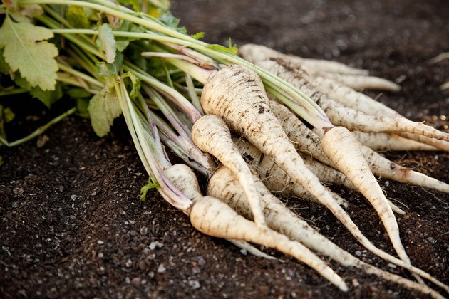 when to harvest parsnips