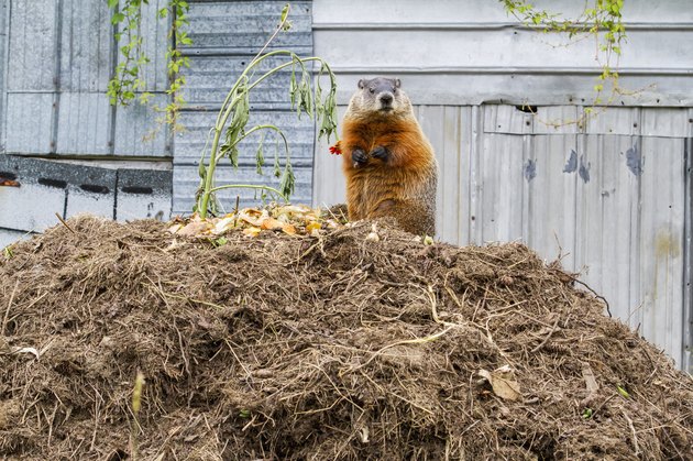 Marmot (Marmota monax) feeding on a pile of compost; Quebec, Canada