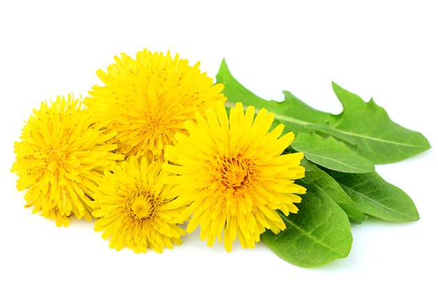 Flowers dandelions with leaves close-up isolated.