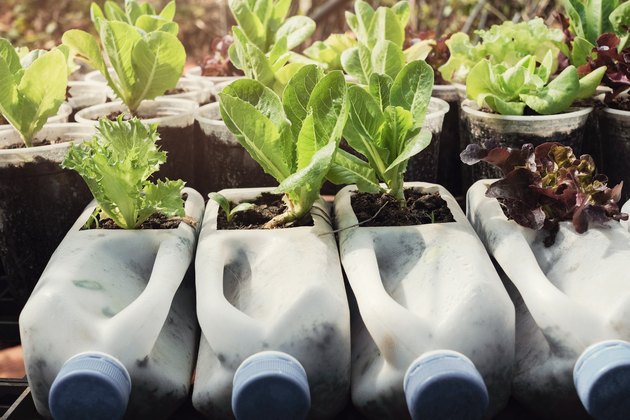 how-to-grow-lettuce-and-other-leafy-greens-in-containers-hunker