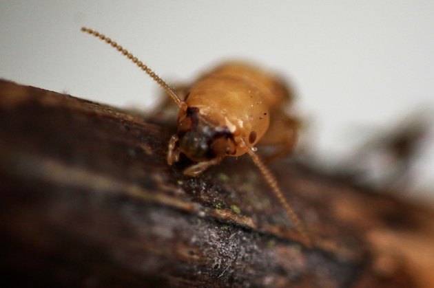Termite Greetings