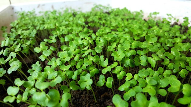 When to Plant Clover Seeds | Hunker