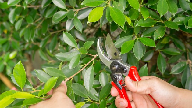 How to Prune a Fig Tree | Hunker