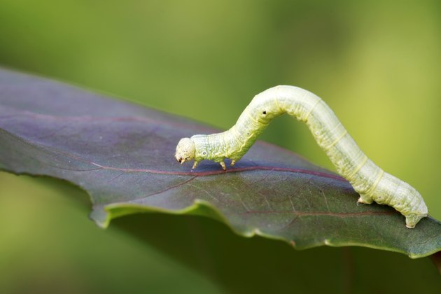 Geometridae on plant in the wild
