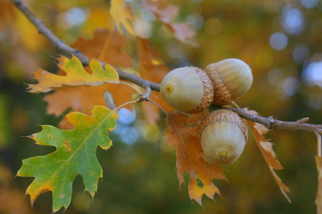 acorn tree and landscaping