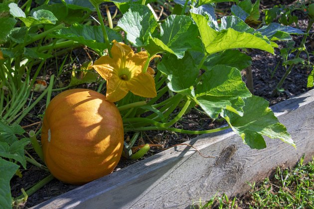 How To Grow Pumpkins | Hunker