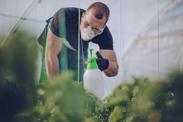 Spraying plants on farm
