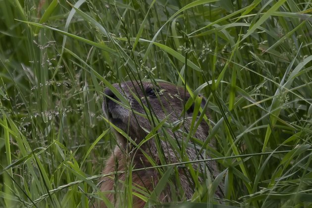 The groundhog (Marmota monax)