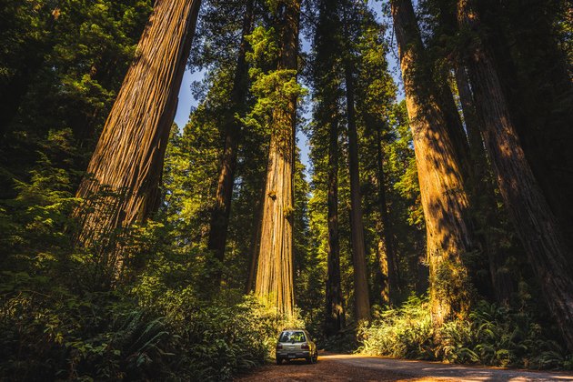 Jedediah Smith Redwoods