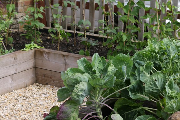 Image of traditional vegetable garden allotment crop in summer with timber raised beds border from wooden railway sleepers growing peas, runner beans with bamboo canes wigwams, baby lettuces, cabbage plants, Brussels sprouts and fresh herbs for cooking
