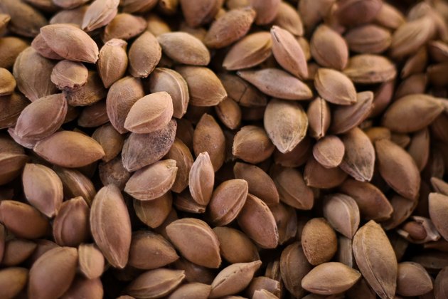 apricot seed