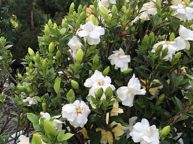White gardenia flowers