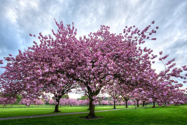 Interesting Facts About Cherry Trees Hunker