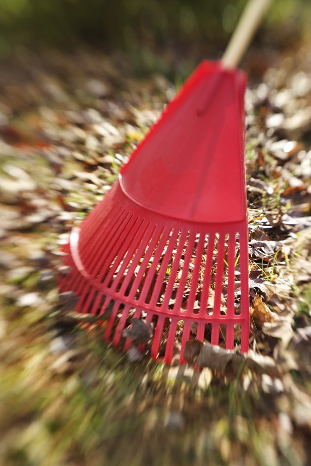 Raking leaves