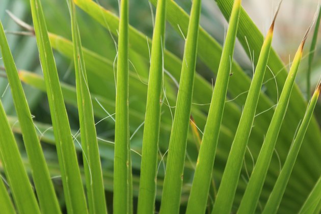Mexican Fan palm