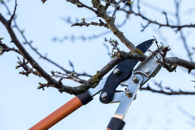 Pruning trees