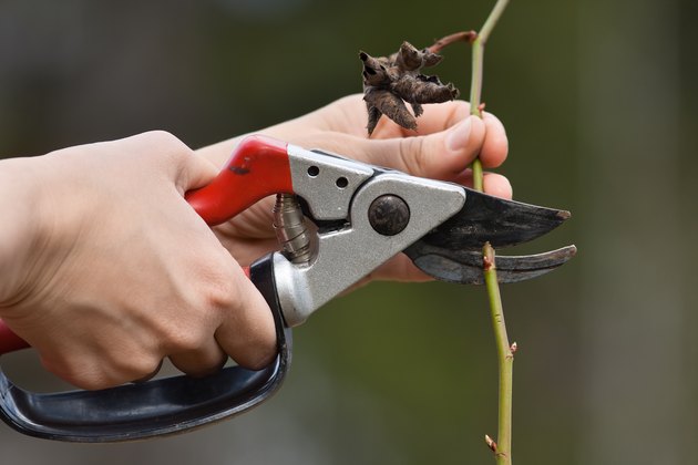 hands pruning rose in the garden