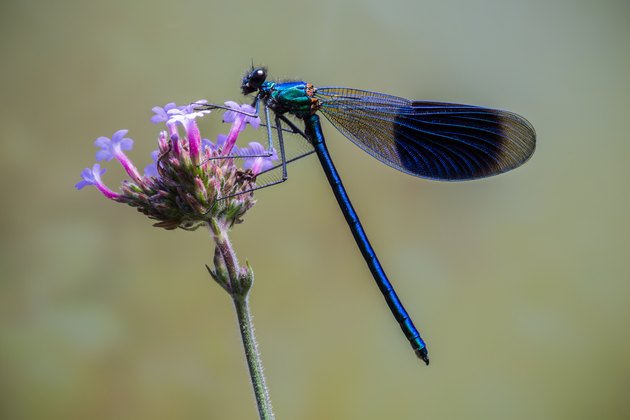Banded Demoiselle perched on a purple flower