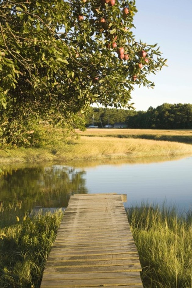 How to Clear Beach Weeds | Hunker