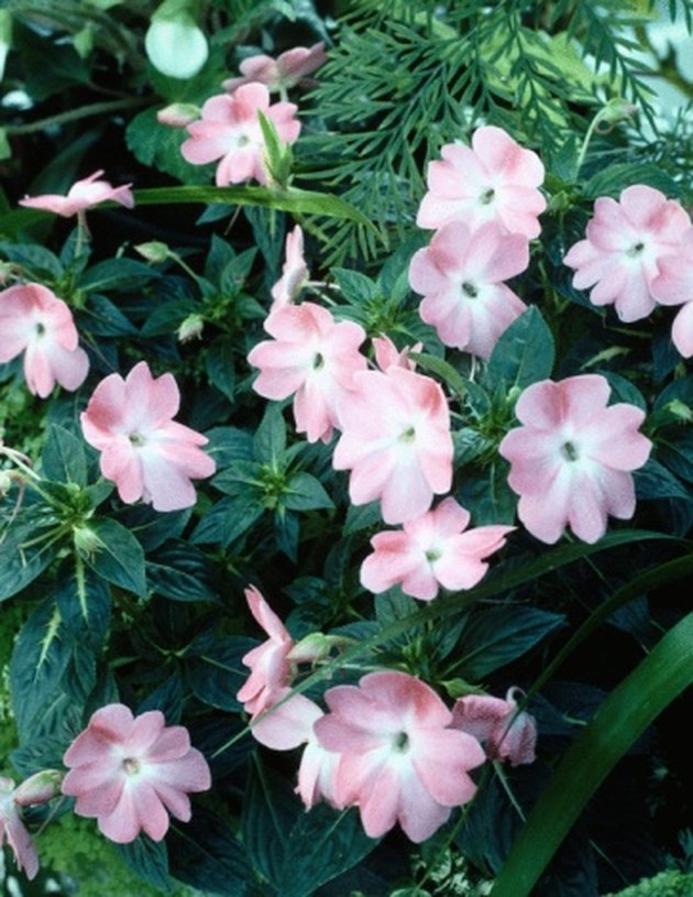 Is Vinca DeerResistant? Hunker