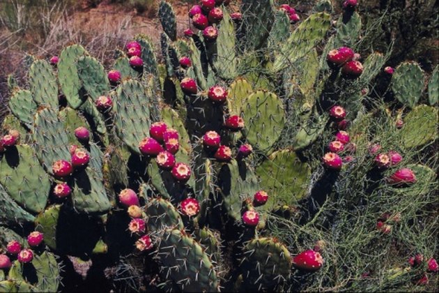 How to Freeze a Prickly Pear Cactus | Hunker