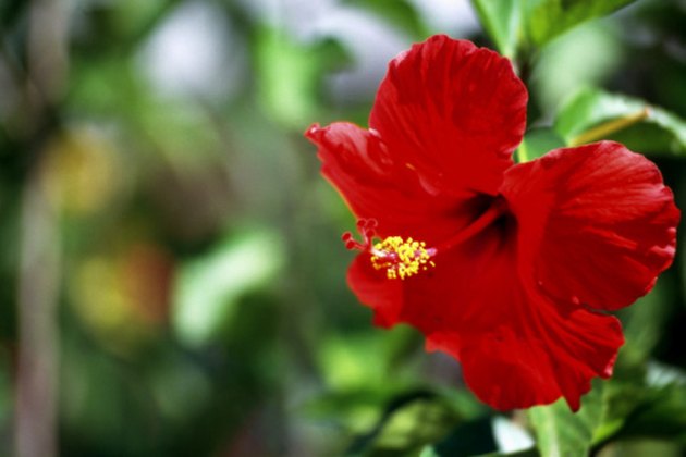 Morphology of Hibiscus Rosa-Sinensis | Hunker