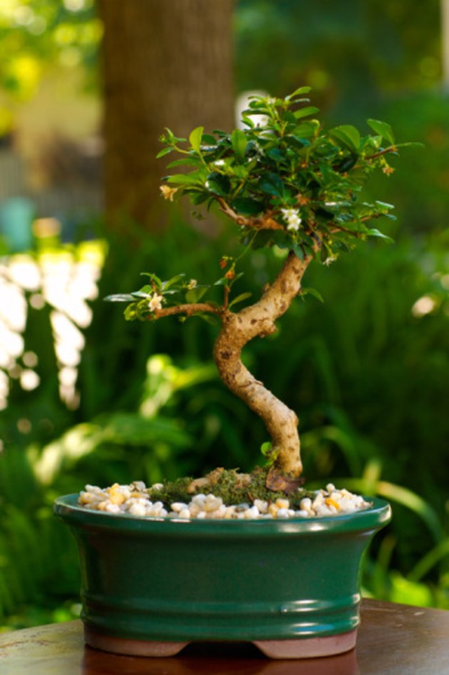 Are Bonsai Trees Poisonous to Dogs? Hunker