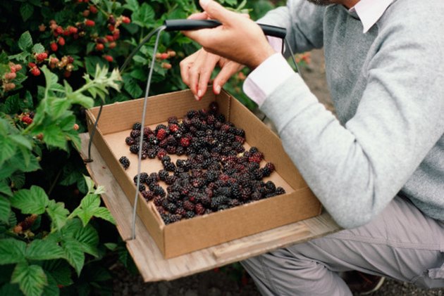 10-different-fruit-bearing-plants-hunker