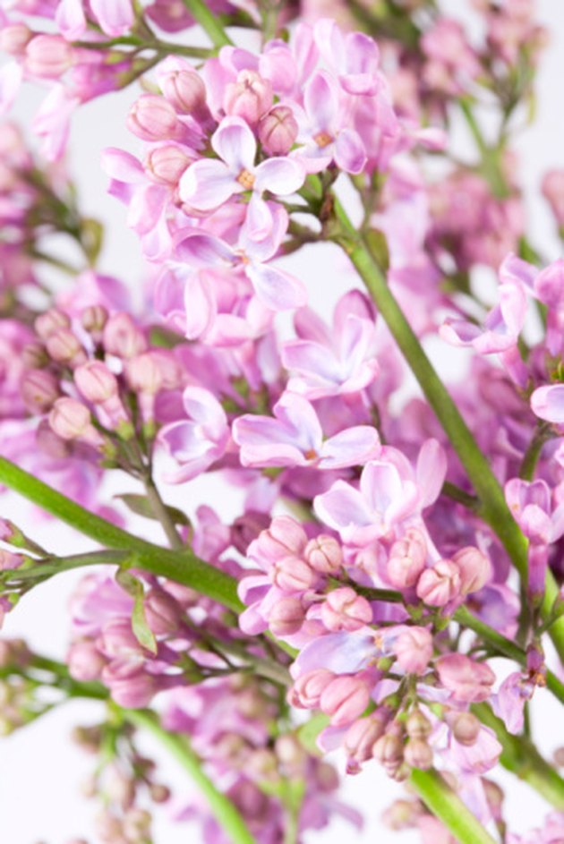 purple japanese lilac tree