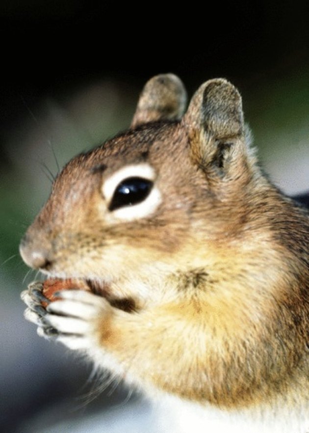 How to Keep Ground Squirrels From Digging in Your Garden | Hunker