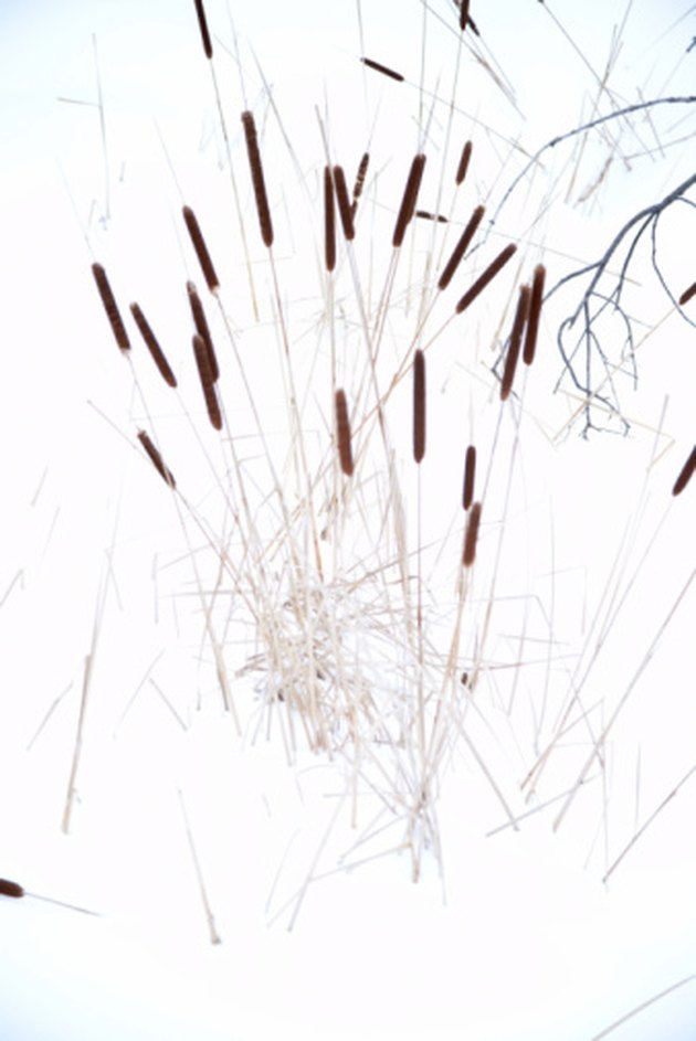 How to Dry Cattails | Hunker