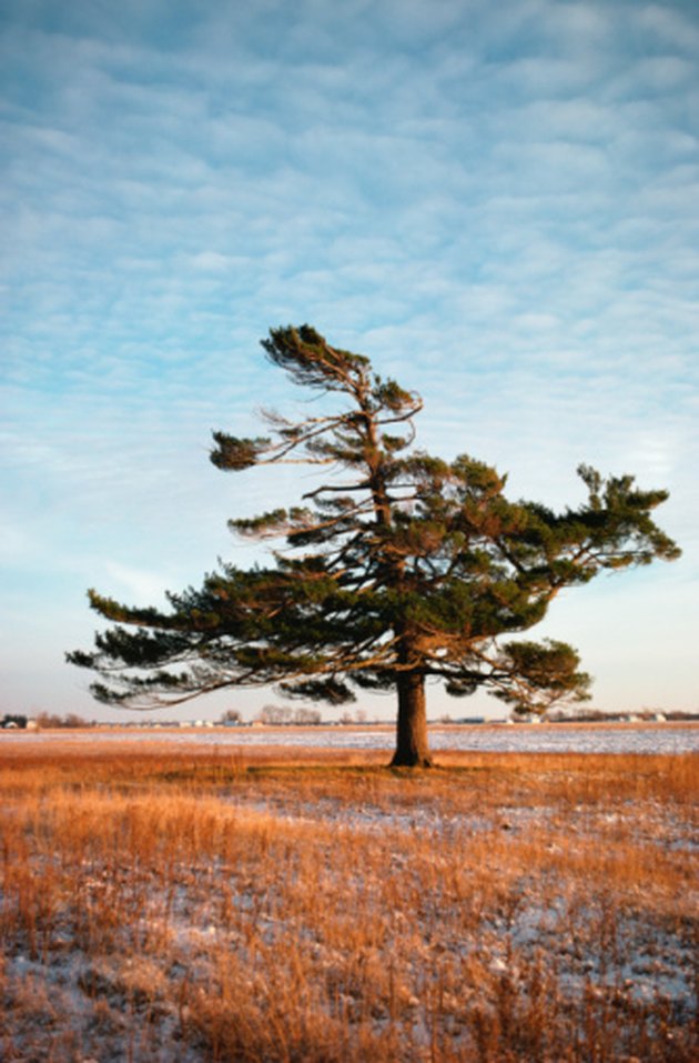 do-pine-trees-have-a-taproot-hunker