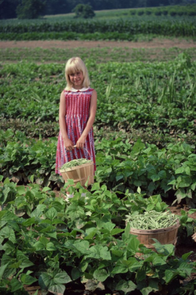 Vegetable Plants Not to Plant Next to Each Other Hunker