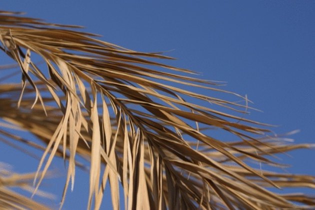 why-is-my-palm-tree-getting-brown-leaves-hunker