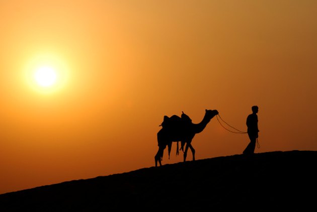 Plants in the Thar Desert | Hunker