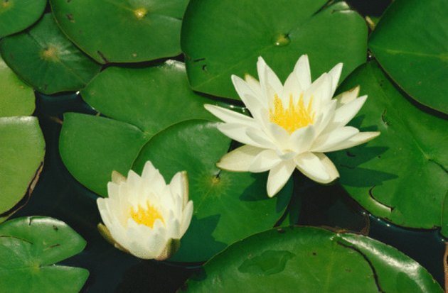 lily pads and flowers