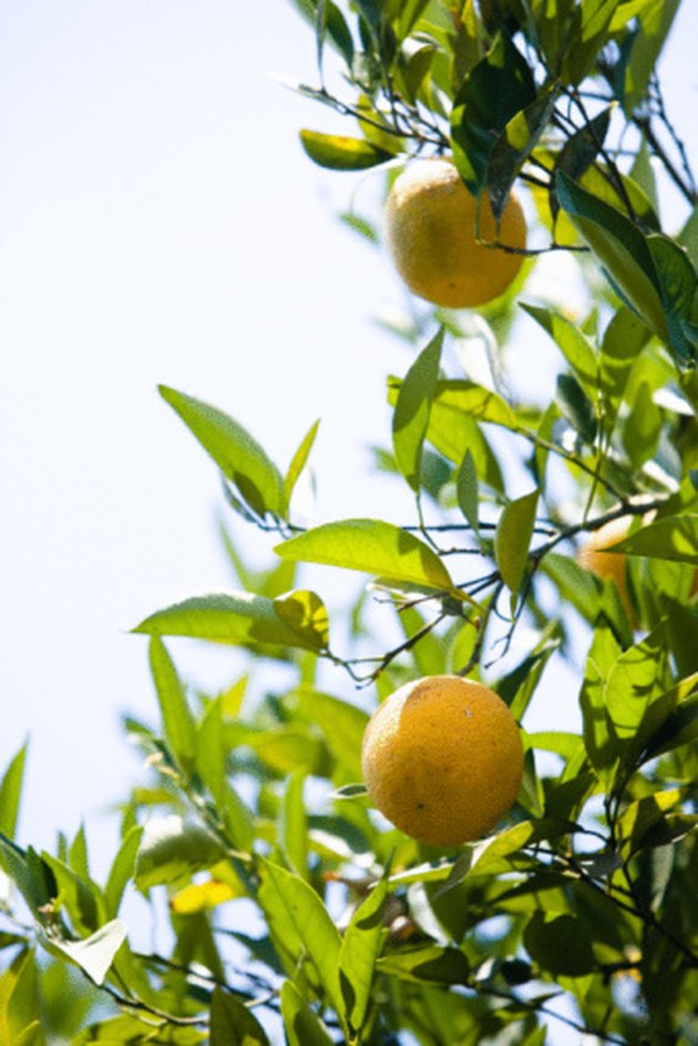 My Orange  Tree  Has Black Leaves  Hunker