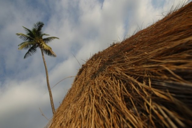 Thatched roof and palm tree.
