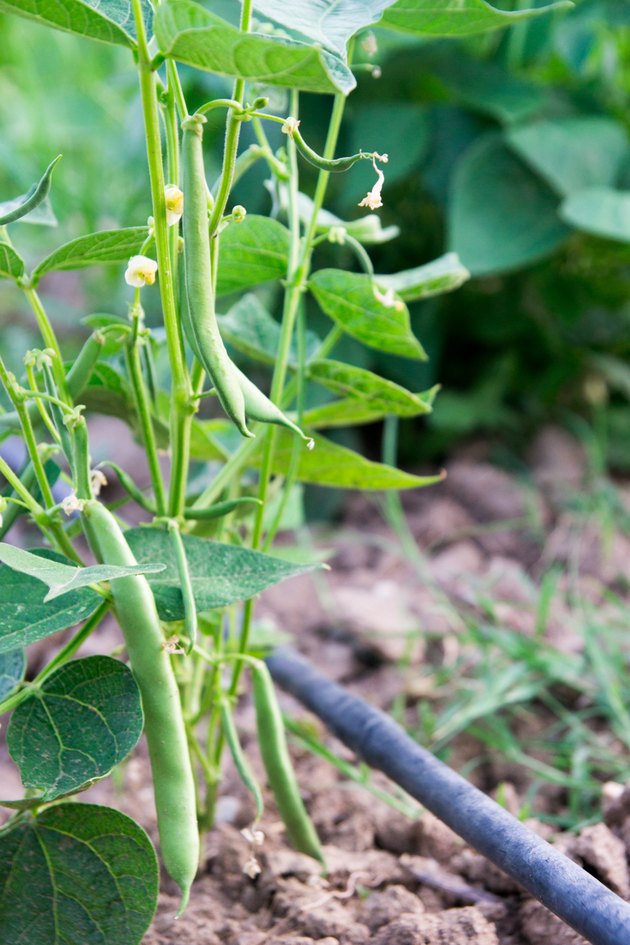 Organic Green Bean
