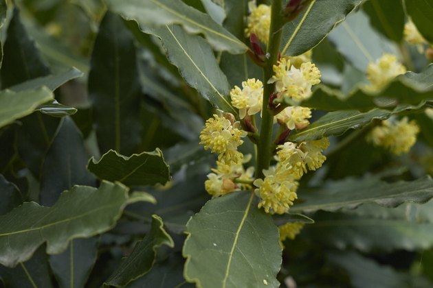 Laurus nobilis