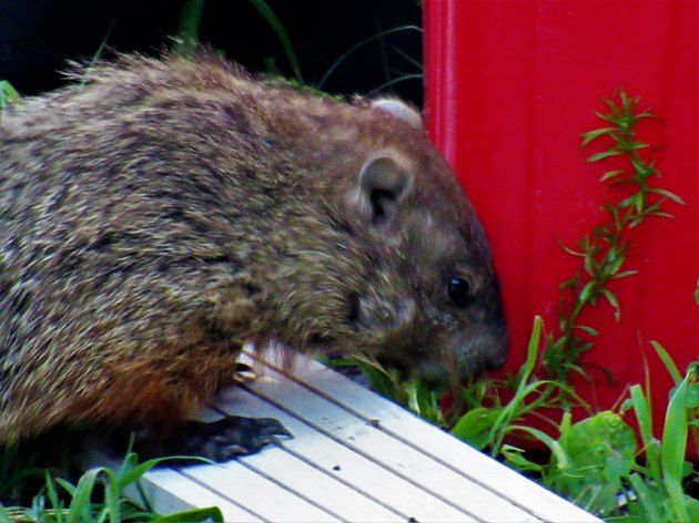Groundhog
