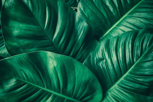 tropical palm leaf
