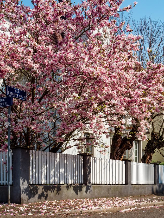 Stunning pink magnolias bloom in the gardens of Strasbourg. Huge delicate flowers. France