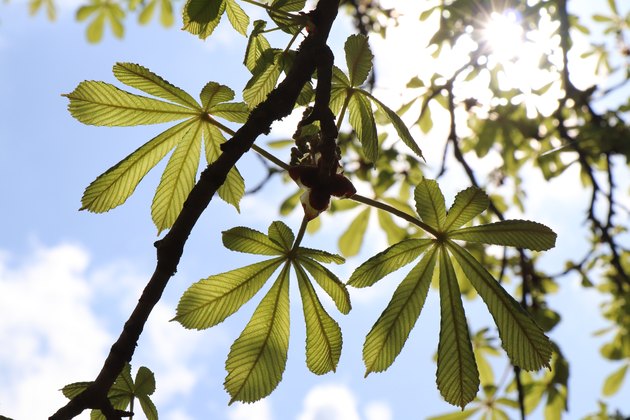 Fine first horse chestnut foliage.
