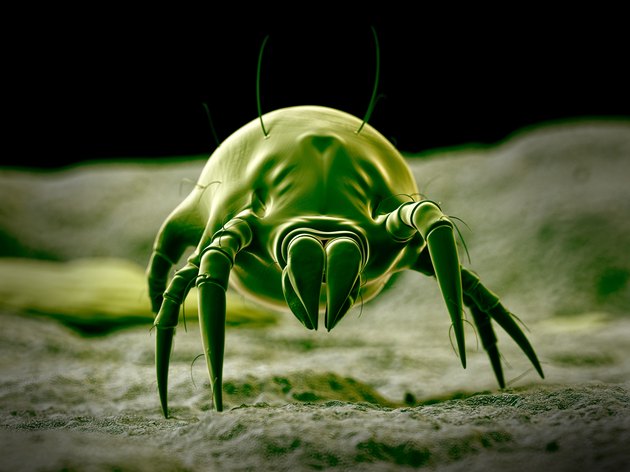 Dust mite.