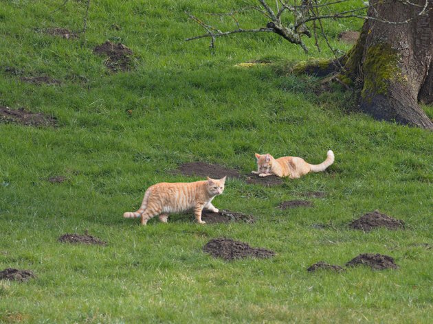 Katzen jagen Maulwurf - Cats hunt mole